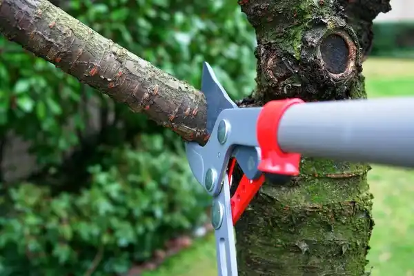 tree services Cobb